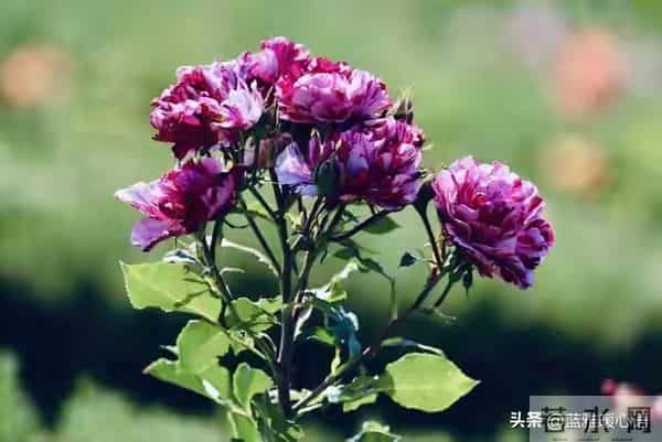 我比想象中更爱你,也比表面更想你,你却从未察觉我的深情!