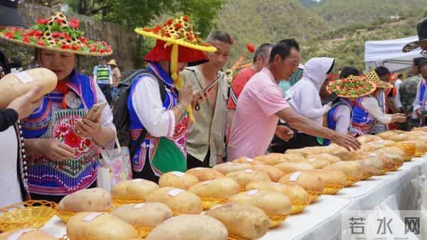 “芋”见甸尾 寻梦乡愁:建水民俗活动精彩纷呈