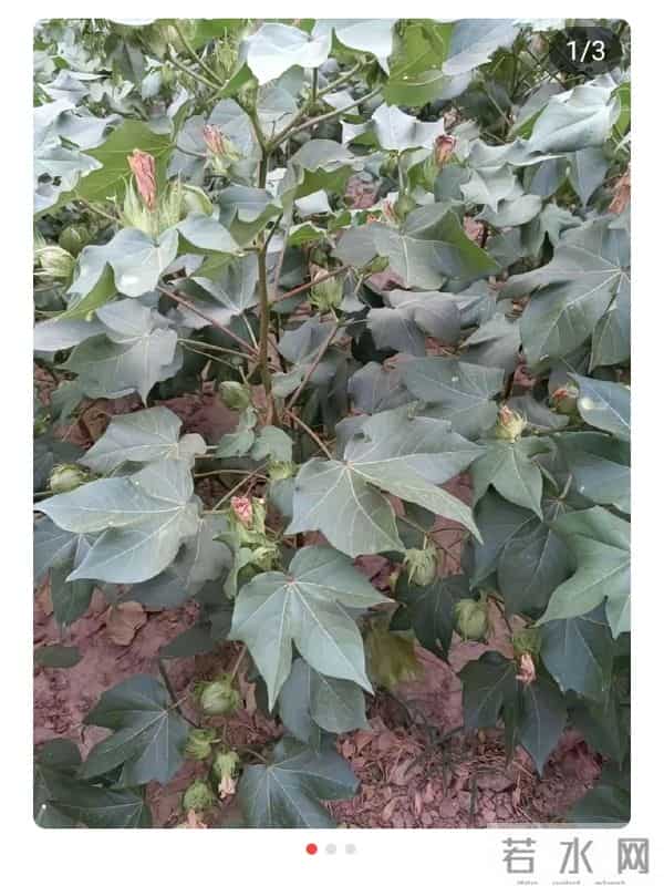 难忘摘棉花的岁月