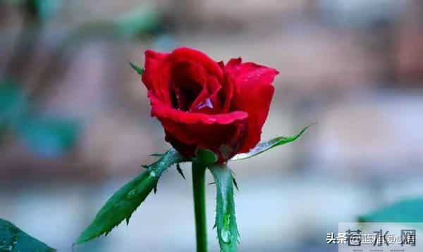 我比想象中更爱你,也比表面更想你,你却从未察觉我的深情!