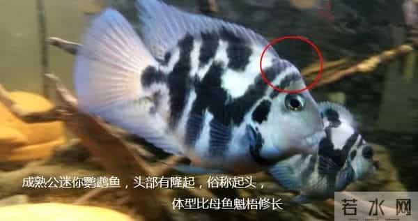 迷你鹦鹉鱼怎么分公母?2张图教你区分公母