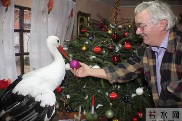 异地17年,每年飞13000公里相见,却在生子后离开!这个“负心汉”看哭了全世界……