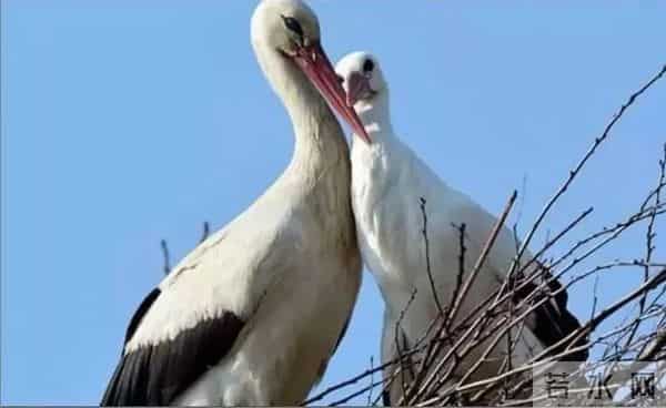 异地17年,每年飞13000公里相见,却在生子后离开!这个“负心汉”看哭了全世界……