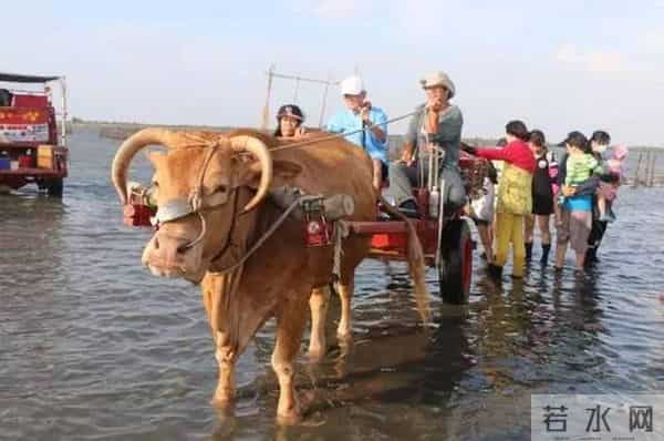 瑶瑶台湾看湿地——第二天：穿上特制鞋，牛车采生蚝