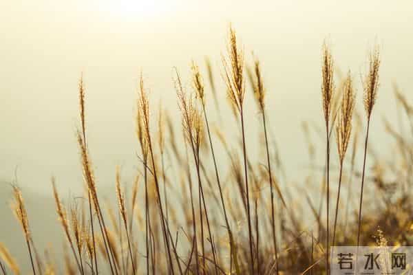 上联：三星白兰地；下联：五月黄梅天 100个无情对，超有趣对联