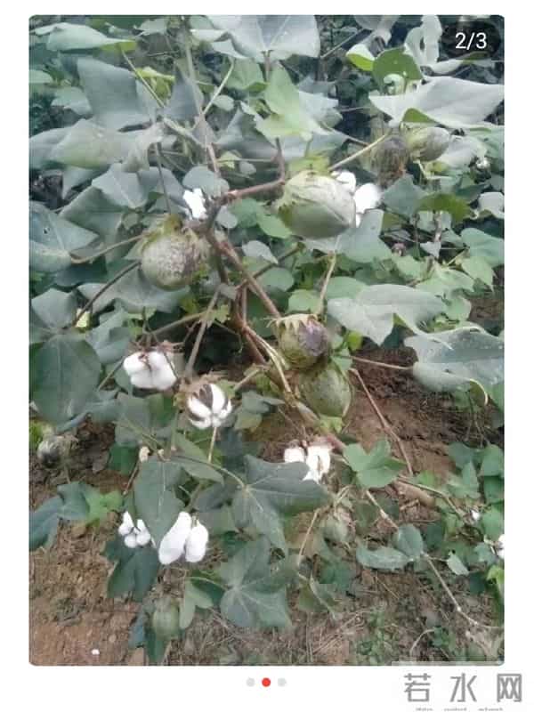 难忘摘棉花的岁月