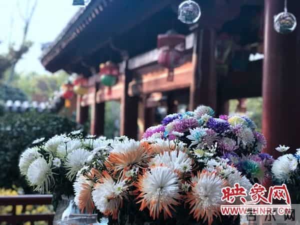 中国开封:国际菊花齐斗艳 各展风韵异国风