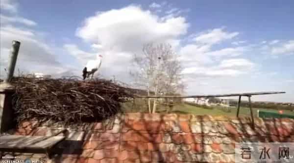 异地17年,每年飞13000公里相见,却在生子后离开!这个“负心汉”看哭了全世界……