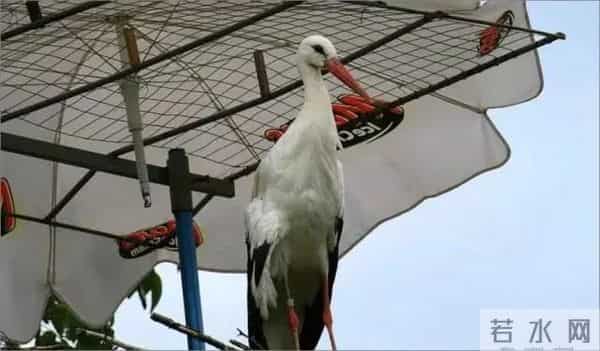 异地17年,每年飞13000公里相见,却在生子后离开!这个“负心汉”看哭了全世界……