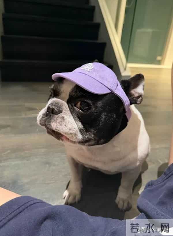 鹿晗晒8000万豪宅内景,用60万音响880纸巾盒,故意露膝盖引争议