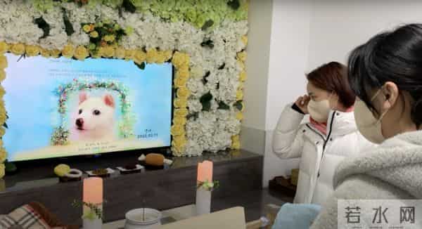 只离开5分钟狗狗断气了 MBLAQ Mir姊崩溃：早知道陪在它身边