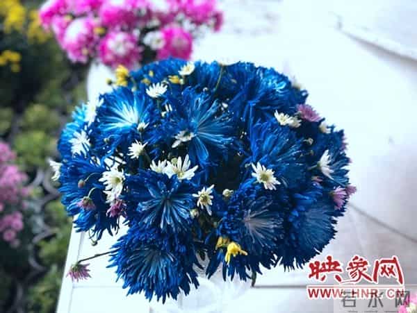中国开封:国际菊花齐斗艳 各展风韵异国风
