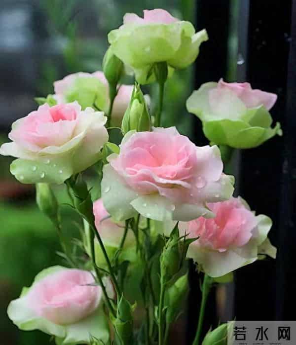 老年女人花心有哪几种表现？过来人告诉你4种表现，看你占了几种