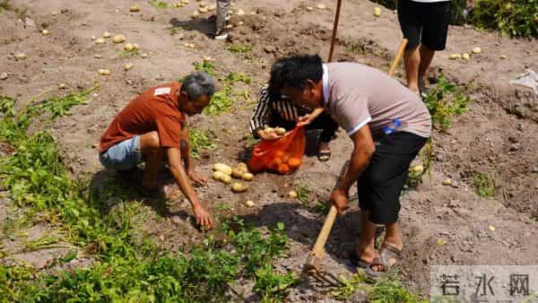 “芋”见甸尾 寻梦乡愁:建水民俗活动精彩纷呈