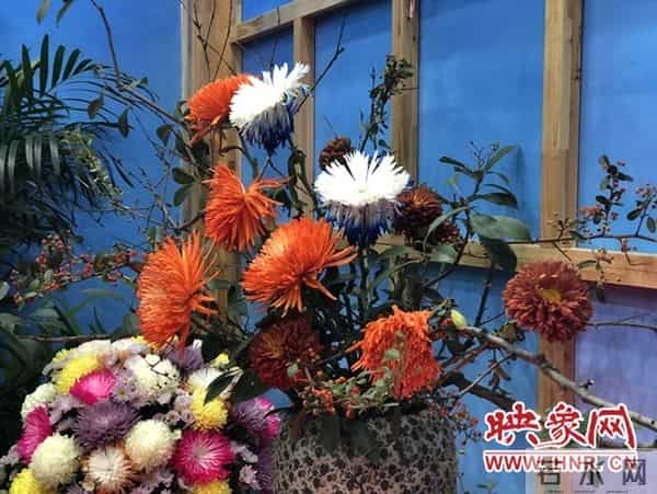 中国开封:国际菊花齐斗艳 各展风韵异国风