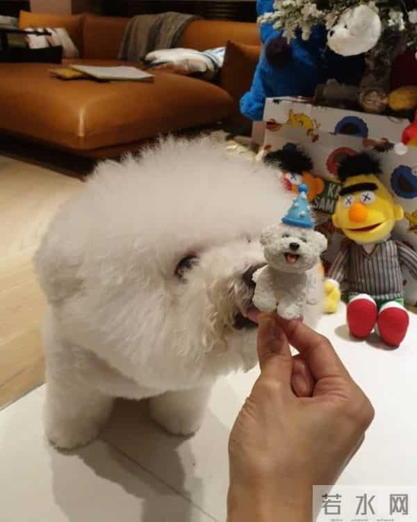 爱狗如命！蔡依林为屋虎庆生 粉丝大赞十分可爱