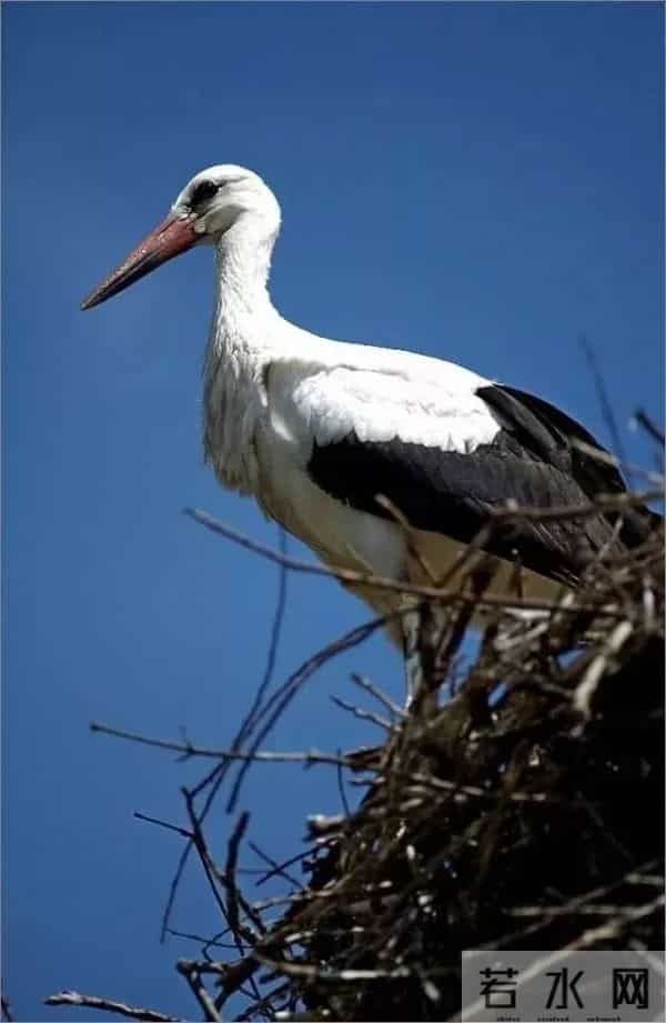 异地17年,每年飞13000公里相见,却在生子后离开!这个“负心汉”看哭了全世界……