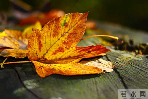 上联：三星白兰地；下联：五月黄梅天 100个无情对，超有趣对联