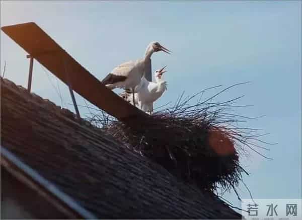 异地17年,每年飞13000公里相见,却在生子后离开!这个“负心汉”看哭了全世界……