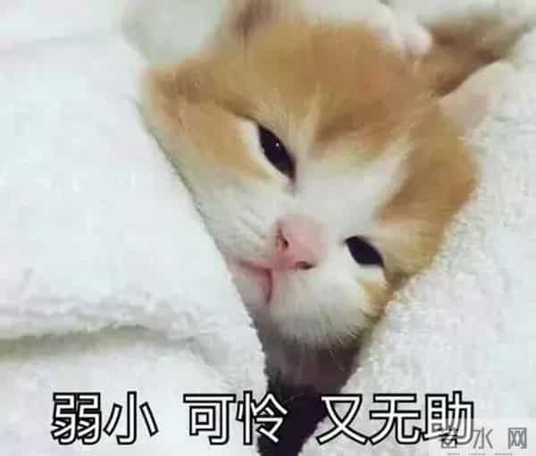 自夸天生车手的陈乔恩酒驾被捕，或许是胡彦斌高晓松的教训没背熟