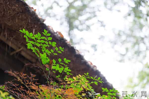 上联：三星白兰地；下联：五月黄梅天 100个无情对，超有趣对联