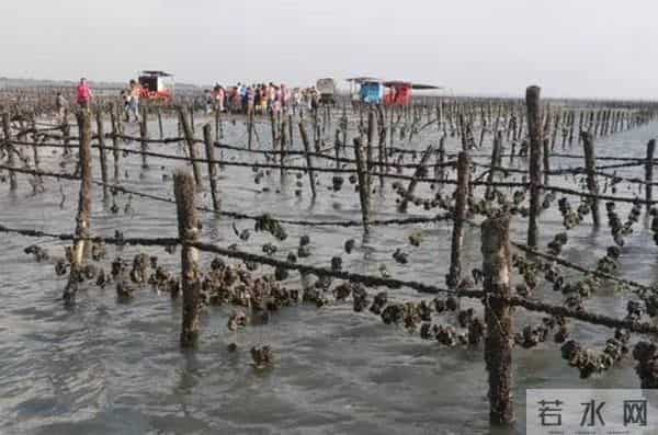 瑶瑶台湾看湿地——第二天：穿上特制鞋，牛车采生蚝