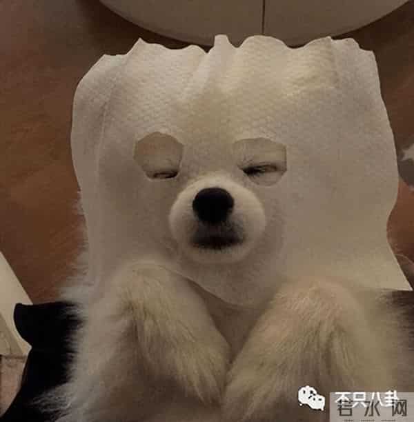 姜栋元与朴彩英在恋爱?男方却被女方粉丝嫌弃又丑又糊......