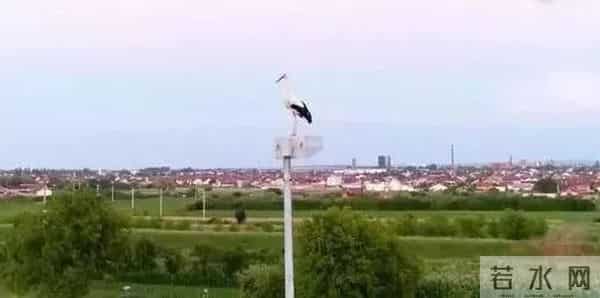 异地17年,每年飞13000公里相见,却在生子后离开!这个“负心汉”看哭了全世界……