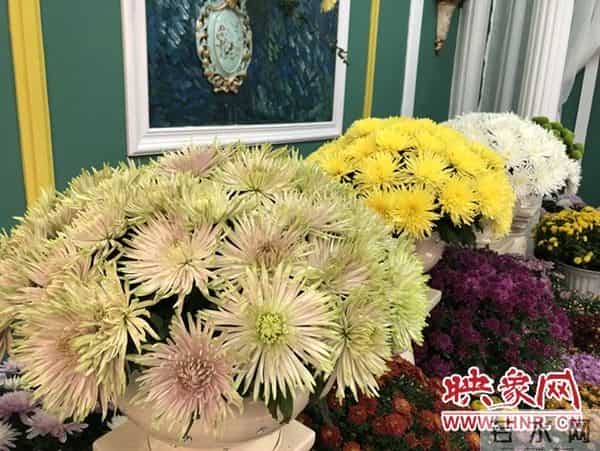 中国开封:国际菊花齐斗艳 各展风韵异国风