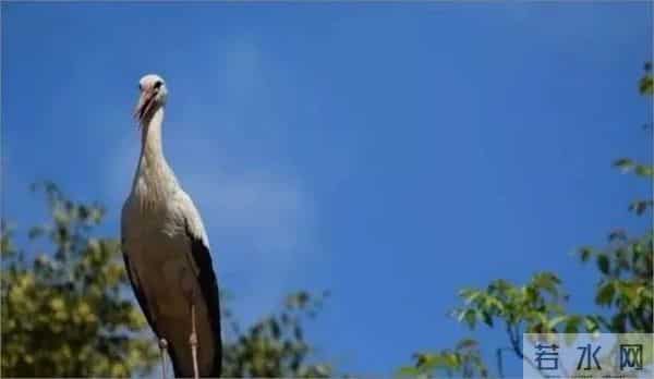 异地17年,每年飞13000公里相见,却在生子后离开!这个“负心汉”看哭了全世界……