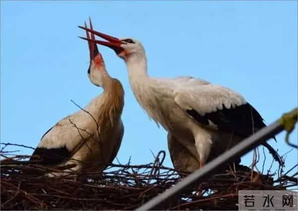 异地17年,每年飞13000公里相见,却在生子后离开!这个“负心汉”看哭了全世界……