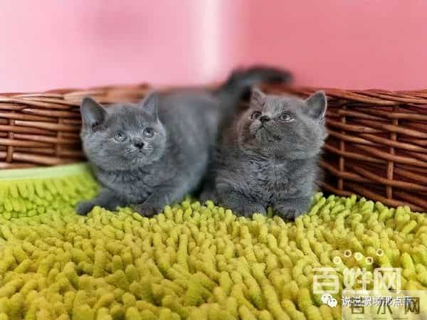 海南李局长三大专业傍身,技压陈冠希,脚踩李宗瑞