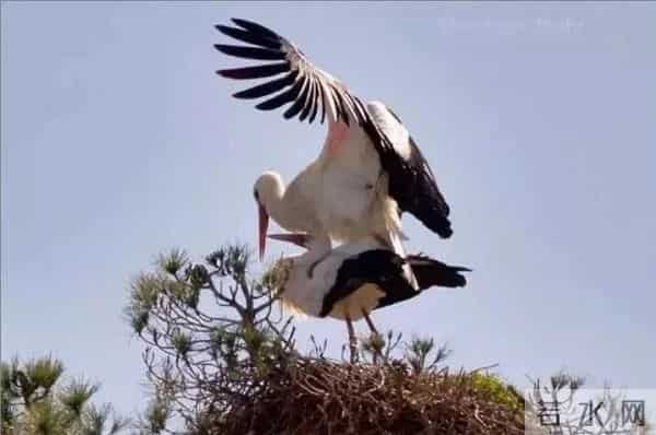 异地17年,每年飞13000公里相见,却在生子后离开!这个“负心汉”看哭了全世界……