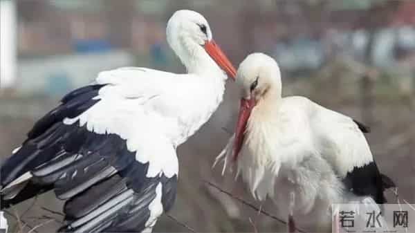 异地17年,每年飞13000公里相见,却在生子后离开!这个“负心汉”看哭了全世界……