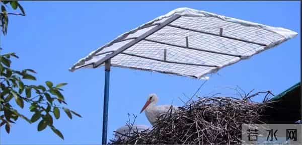 异地17年,每年飞13000公里相见,却在生子后离开!这个“负心汉”看哭了全世界……