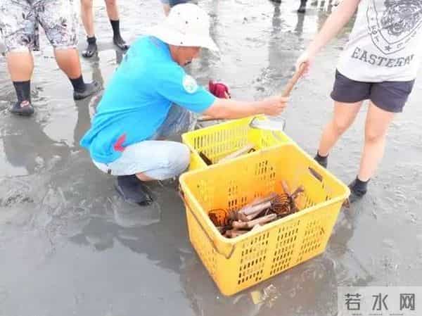 瑶瑶台湾看湿地——第二天：穿上特制鞋，牛车采生蚝