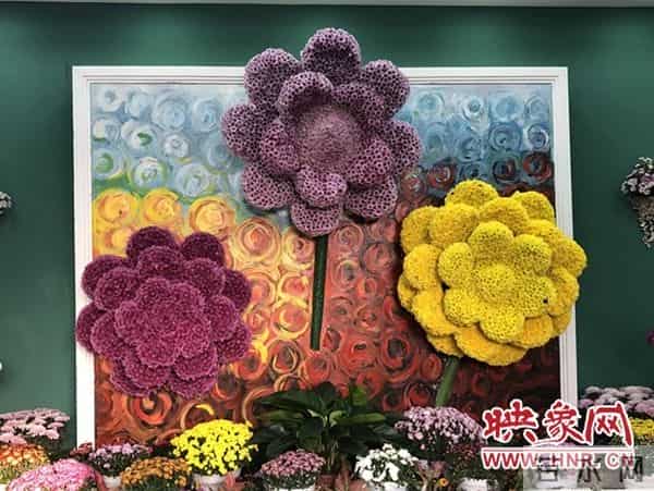 中国开封:国际菊花齐斗艳 各展风韵异国风