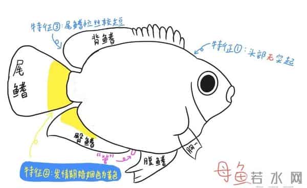 迷你鹦鹉鱼怎么分公母?2张图教你区分公母