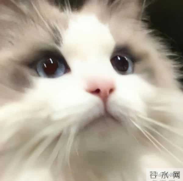 从史上最年轻视后落魄成大码糊咖,谁还记得她的神仙落泪啊!