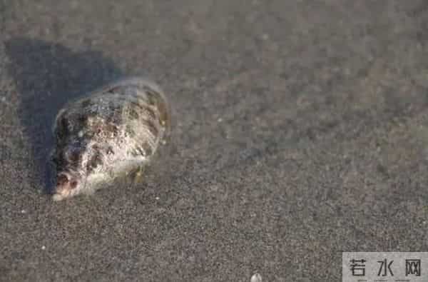 瑶瑶台湾看湿地——第二天：穿上特制鞋，牛车采生蚝