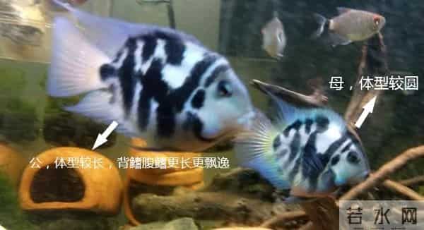 迷你鹦鹉鱼怎么分公母?2张图教你区分公母