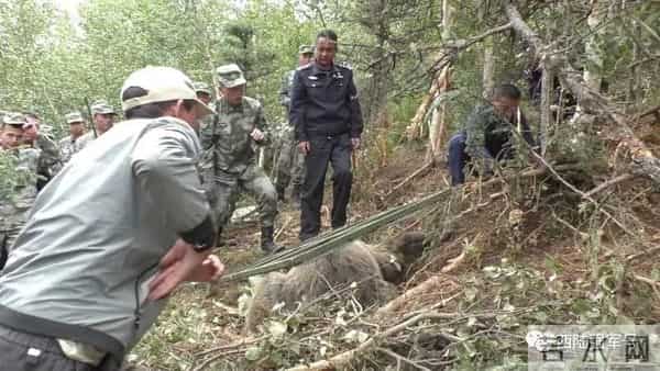 高原腹地，驻训官兵邂逅大棕熊
