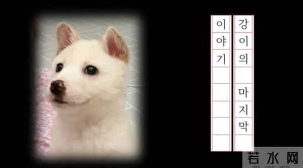 只离开5分钟狗狗断气了 MBLAQ Mir姊崩溃：早知道陪在它身边