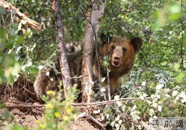 高原腹地，驻训官兵邂逅大棕熊