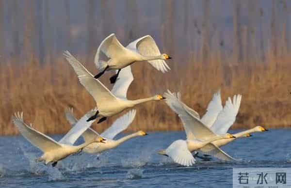 曹妃甸区围绕乡村振兴全面发力助推农业农村“五个发展”