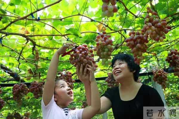 曹妃甸区围绕乡村振兴全面发力助推农业农村“五个发展”