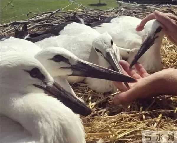 异地17年,每年飞13000公里相见,却在生子后离开!这个“负心汉”看哭了全世界……