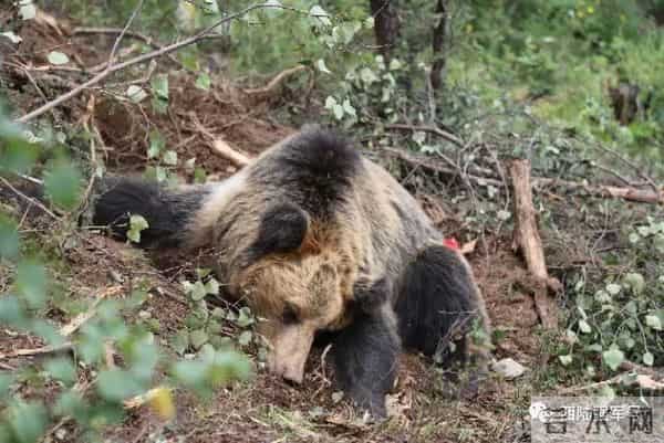 高原腹地，驻训官兵邂逅大棕熊
