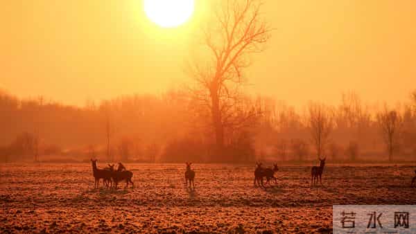 上联：三星白兰地；下联：五月黄梅天 100个无情对，超有趣对联