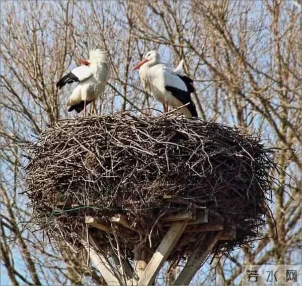 异地17年,每年飞13000公里相见,却在生子后离开!这个“负心汉”看哭了全世界……